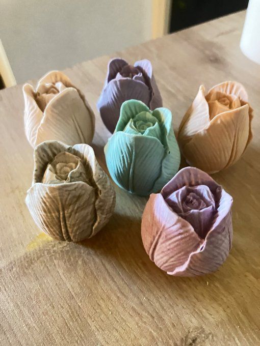tulipe 
